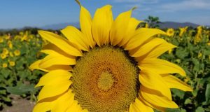 Dando la vuelta por Mocorito