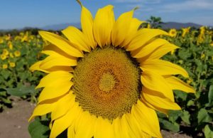 Dando la vuelta por Mocorito