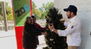 Invitan a reciclar y donar tu árbol navideño al Zoo