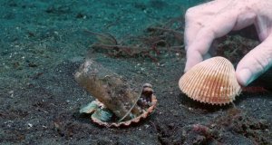 Así convence un buzo a un pulpo bebé para que cambie un vaso de plástico por una concha