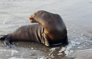 Rescatan segundo ejemplar gravemente herido en Altata