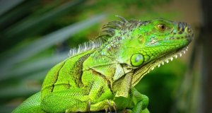 Presentan Iniciativa Iguana Verde, pro conservación de la especie en Culiacán