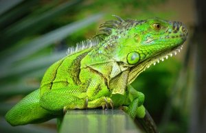 Presentan Iniciativa Iguana Verde, pro conservación de la especie en Culiacán