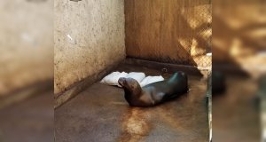 Continúan graves los lobos marinos rescatados en Altata