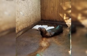 Continúan graves los lobos marinos rescatados en Altata