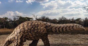 Pangolín, pieza clave en la transmisión del coronavirus