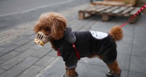 Perro da positivo por coronavirus en China; sería el primero en el mundo