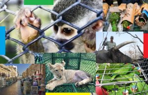 Buscan acabar con tráfico de animales silvestres