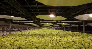 Tabacalera desarrolla “vacuna potencial” contra el COVID-19