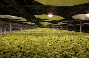 Tabacalera desarrolla “vacuna potencial” contra el COVID-19