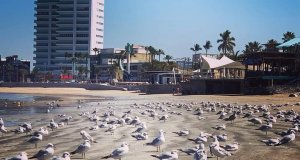 Sin humanos, playas de Mazatlán se llenan de aves