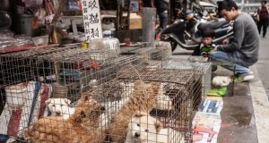 China podría eliminar a los perros de lista de animales para consumo humano y experimentos