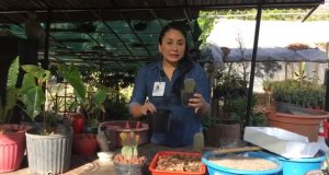 Taller de jardinería, para este Día de la Tierra