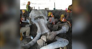 Así son los mamuts encontrados en el nuevo Aeropuerto de Santa Lucía