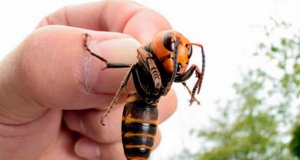 Avispas gigantes ¿realmente son una amenaza en Estados Unidos?