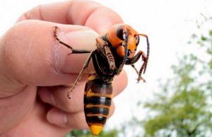 Avispas gigantes ¿realmente son una amenaza en Estados Unidos?