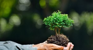 Amplían plazo para recibir propuestas para el Premio al Mérito Ecológico Sinaloa 2020