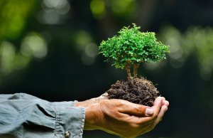 Amplían plazo para recibir propuestas para el Premio al Mérito Ecológico Sinaloa 2020