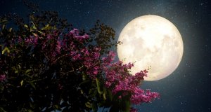 Esta noche de jueves no te pierdas “la luna de las flores”; la última súperluna de 2020