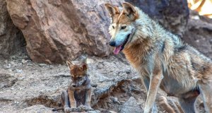 Nacen 8 cachorros de Lobo Gris Mexicano en Saltillo