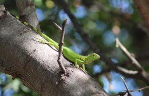 Naturaleza sabía: las primeras crías de iguana verde recorren el Parque Las Riberas