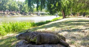 Isla de Orabá abre nuevamente tras concluir periodo de incubación de la iguana verde