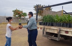 Realizan jornada de arborización en colonias de Culiacán