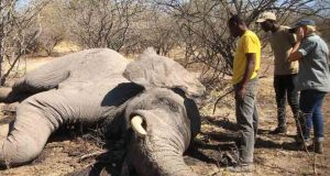 Misteriosa muerte de 350 elefantes en Botswana