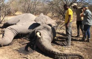 Misteriosa muerte de 350 elefantes en Botswana