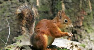 Ardilla da positivo a peste bubónica en Estados Unidos