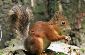 Ardilla da positivo a peste bubónica en Estados Unidos