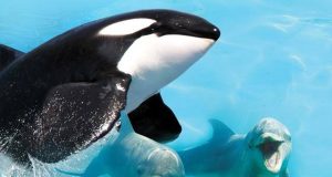 El delfín del Gobernador