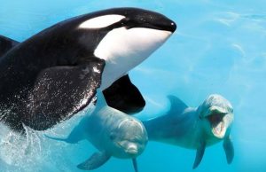 El delfín del Gobernador