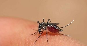 Llaman a Culiacanenses a reforzar medidas contra el dengue