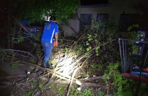Retiran 20 árboles derribados por la tormenta del lunes en Culiacán
