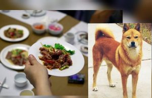 Corea del Norte estaría confiscando perros y vendiéndolos a restaurantes