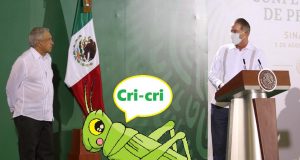 Un grillo, “el colado” a la mañanera del presidente López Obrador en Culiacán