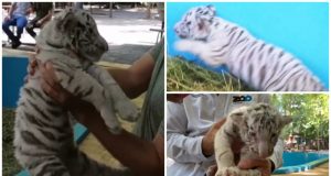 Invitan a ponerle nombre al tigrito blanco nacido en el Zoo de Culiacán