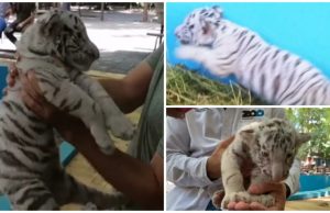 Invitan a ponerle nombre al tigrito blanco nacido en el Zoo de Culiacán