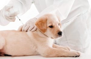 Iniciarán en Sinaloa Jornadas de Vacunación Antirrábica el próximo lunes