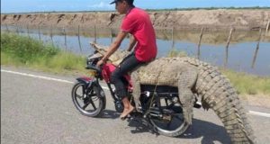 VIDEO: Capturan cocodrilo en las Aguamitas y se lo llevan en moto