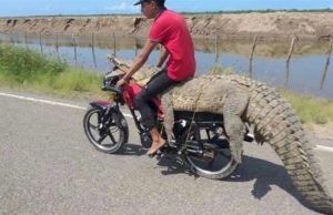 VIDEO: Capturan cocodrilo en las Aguamitas y se lo llevan en moto