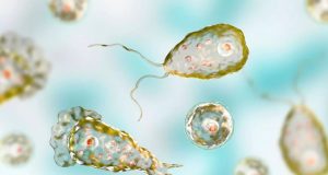 En Texas, alertan de ameba ‘comecerebros’ en agua potable