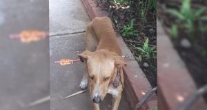 VIDEO| Lesionan a perrito callejero con una flecha y policías de la SSPyTM lo auxilian