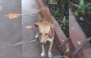 VIDEO| Lesionan a perrito callejero con una flecha y policías de la SSPyTM lo auxilian