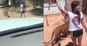 ¡Apa mascotita! Jovencita sale a pasear a su tigre, en Guasave