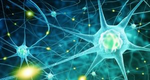 El té con ayahuasca usado por chamanes, fomenta formación de nuevas neuronas