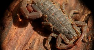 Veneno de alacrán que inhibe propagación de cáncer de piel, mama y próstata, está en proceso de patente