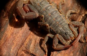 Veneno de alacrán que inhibe propagación de cáncer de piel, mama y próstata, está en proceso de patente