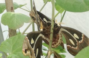 Mariposa cuatro espejos cierra ciclo de reproducción a pesar de adversidades